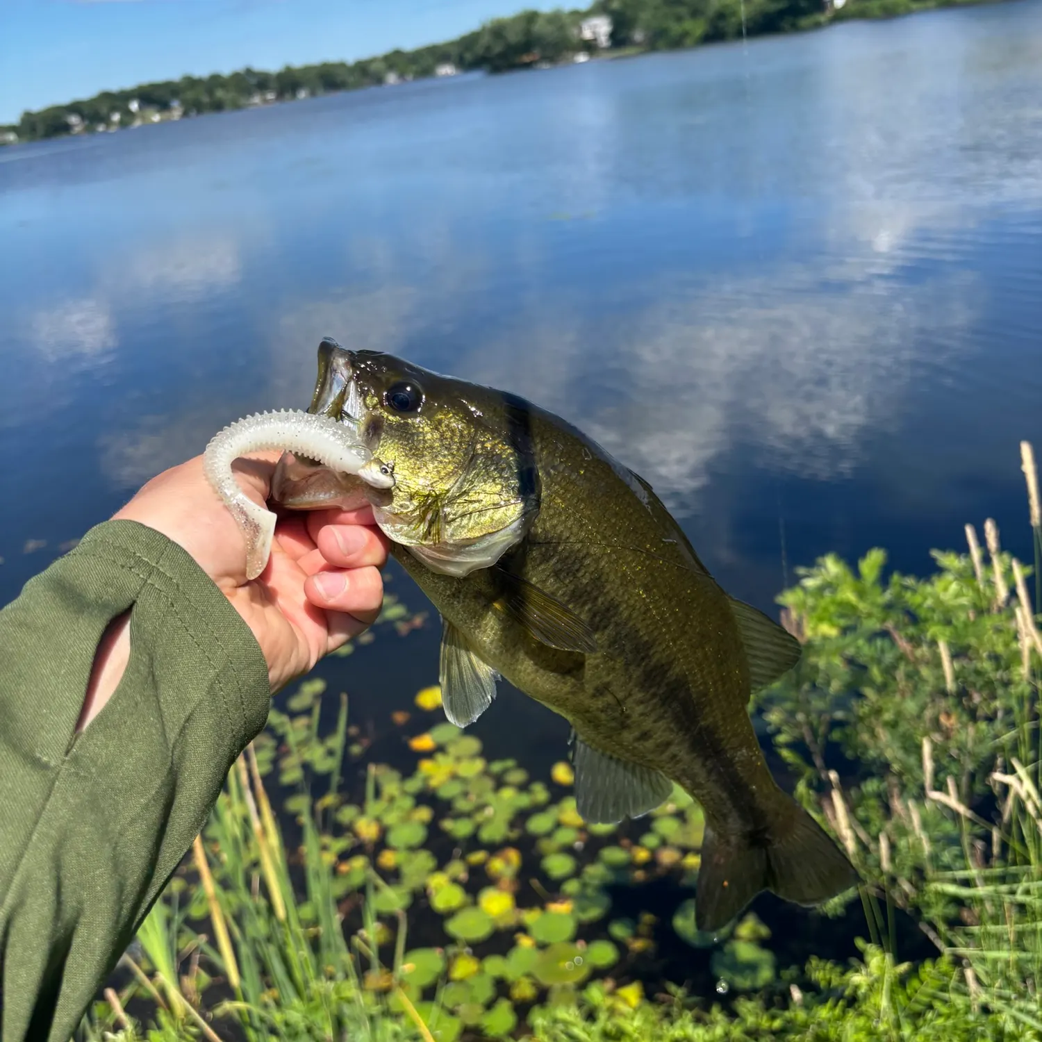The most recent Largemouth bass catches on Fishbrain