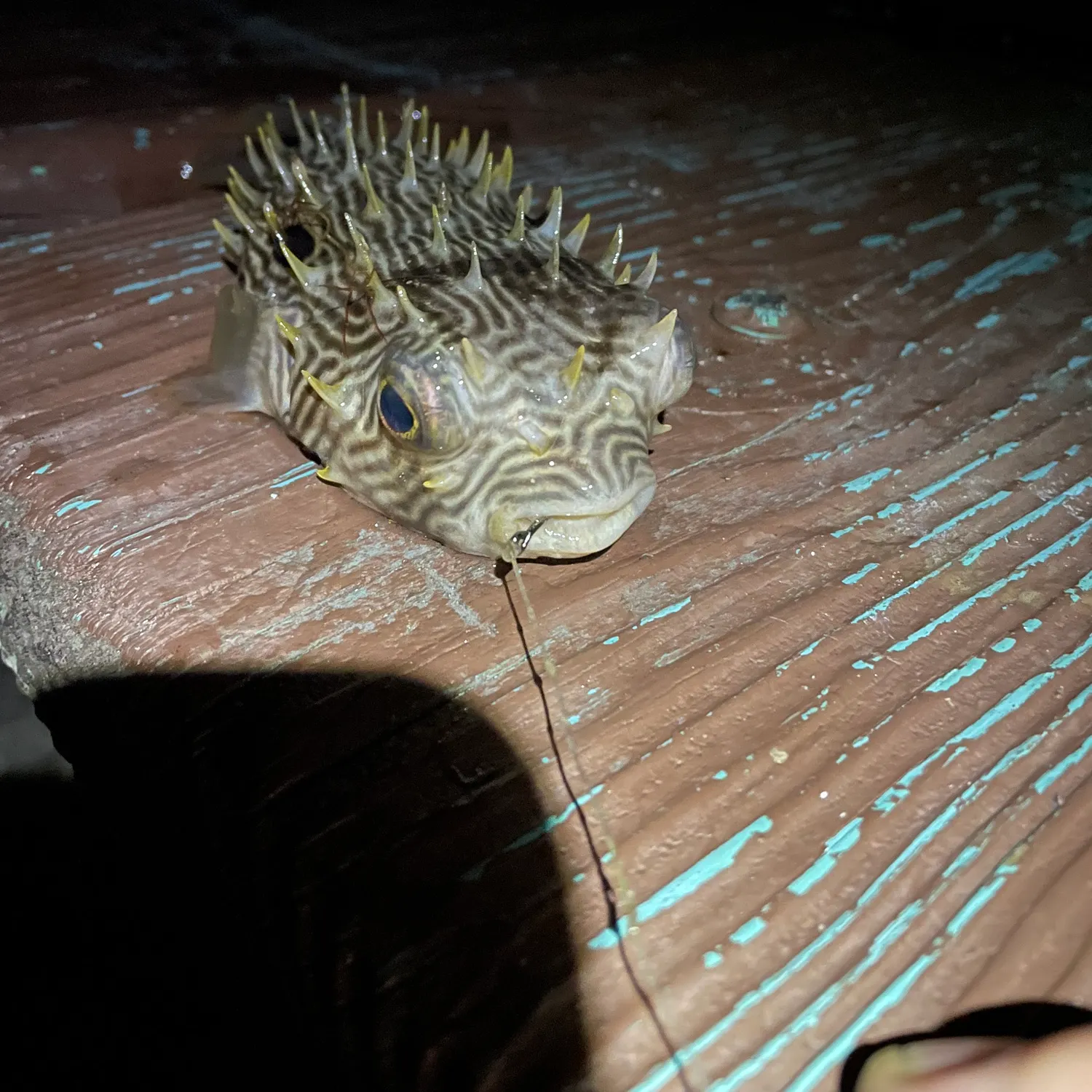 The most recent Striped burrfish catches on Fishbrain