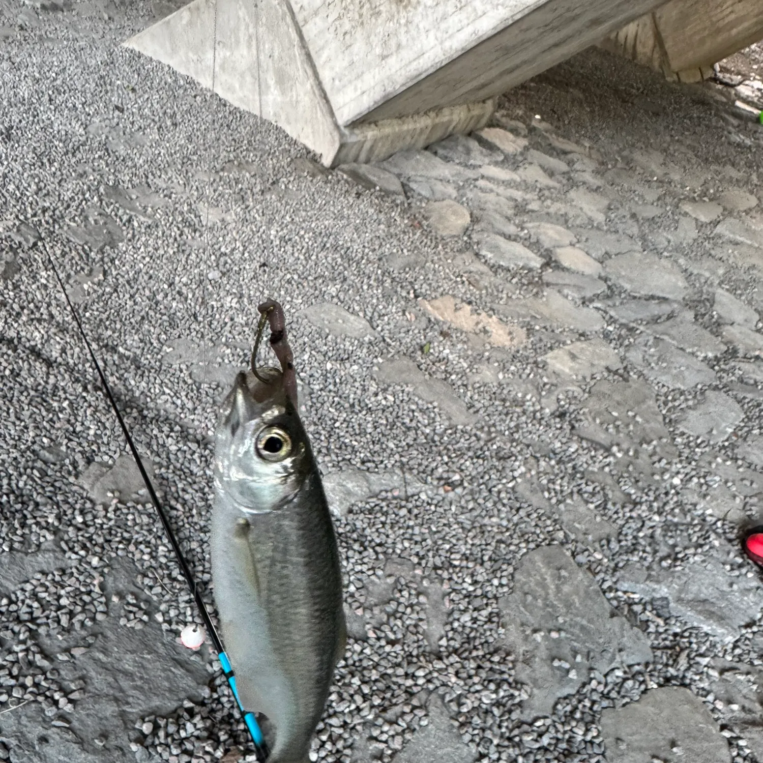 Common bleak caught on Fishbrain