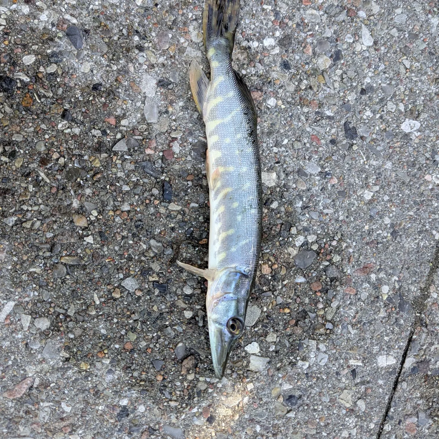 Northern pike caught on Fishbrain