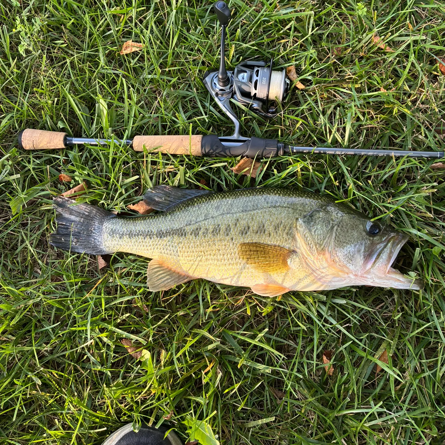 Largemouth bass caught on Fishbrain