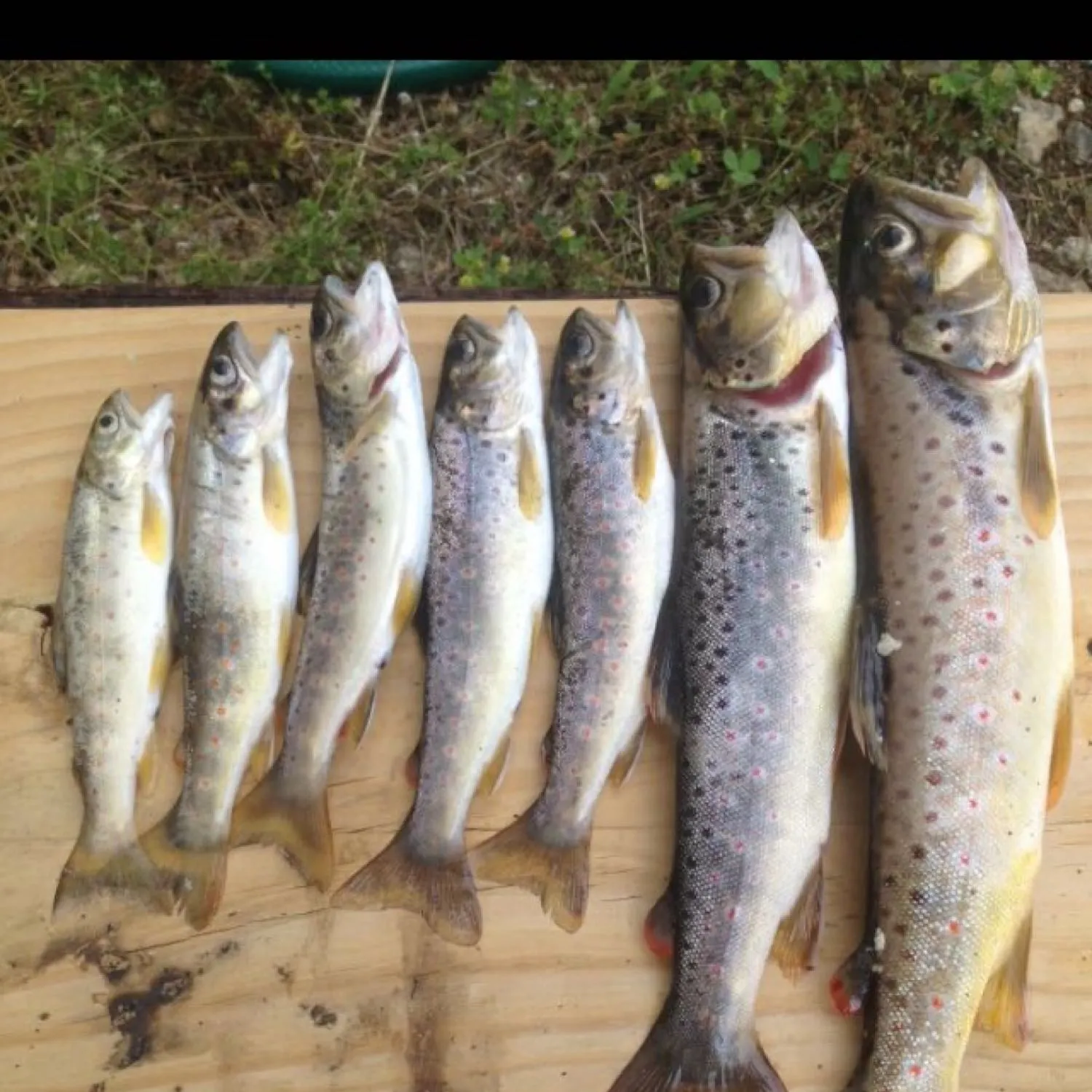 recently logged catches
