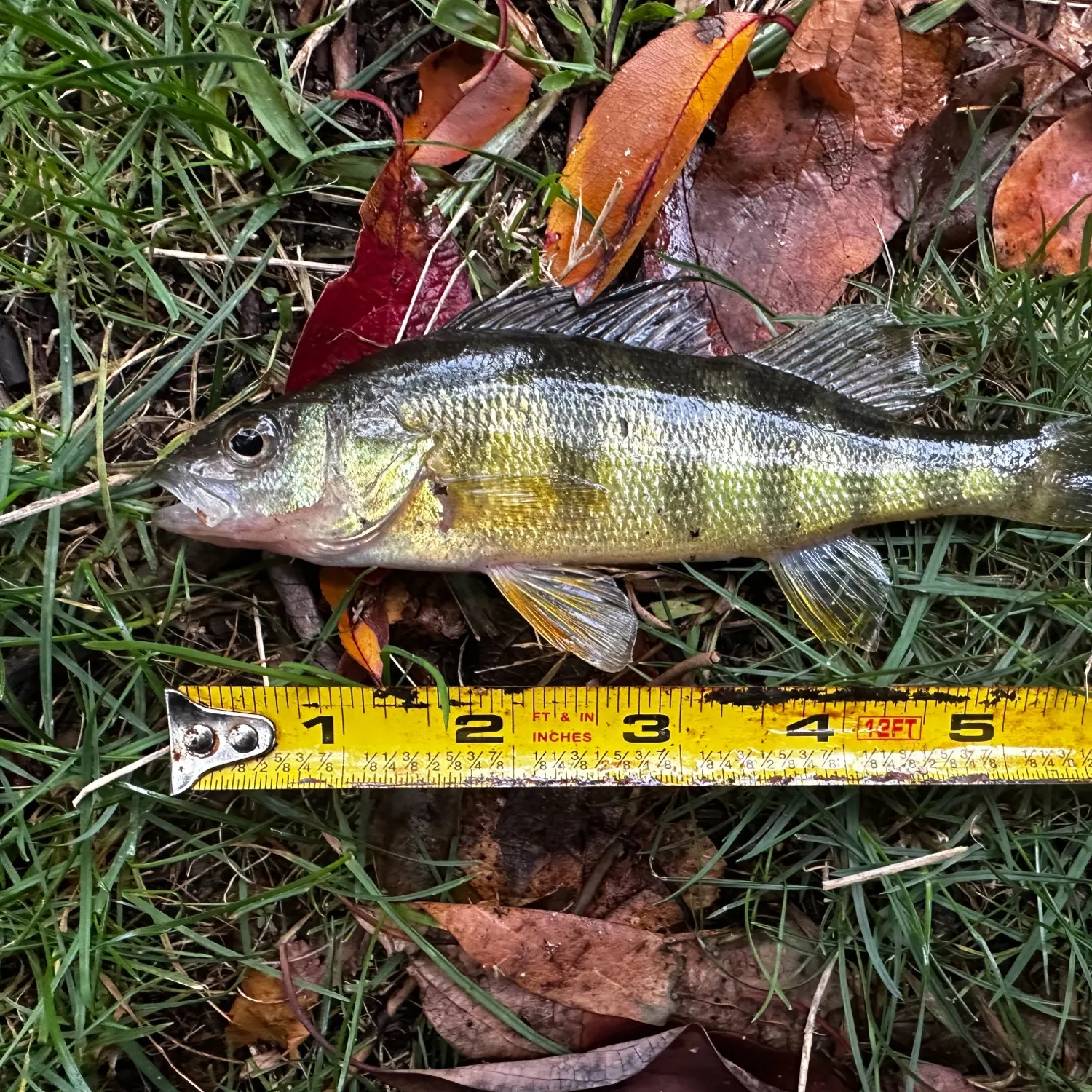 Yellow perch caught on Fishbrain