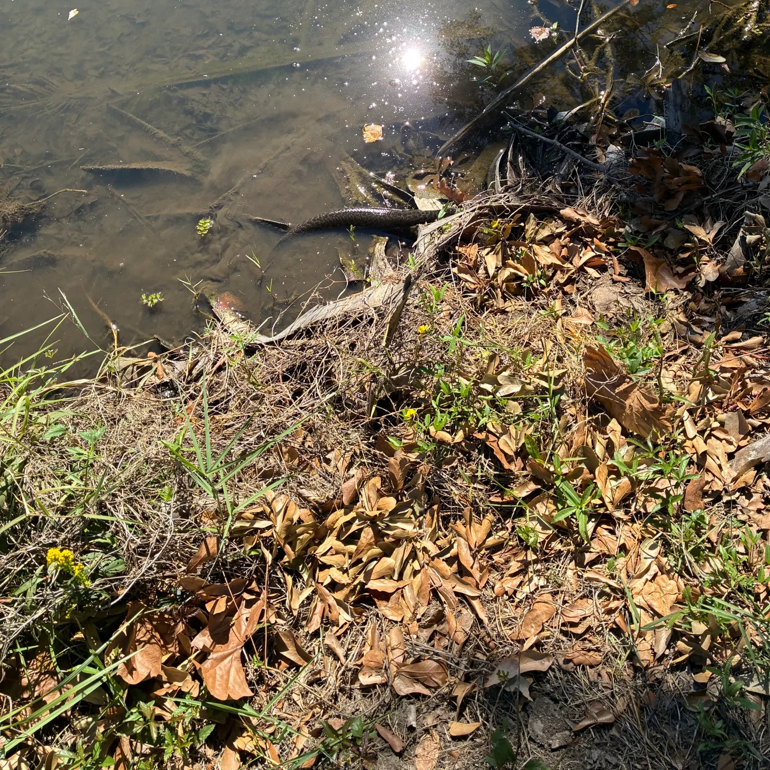 Spotted gar caught on Fishbrain