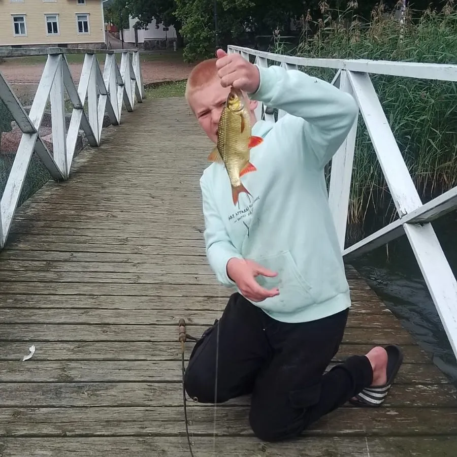 Common rudd caught on Fishbrain