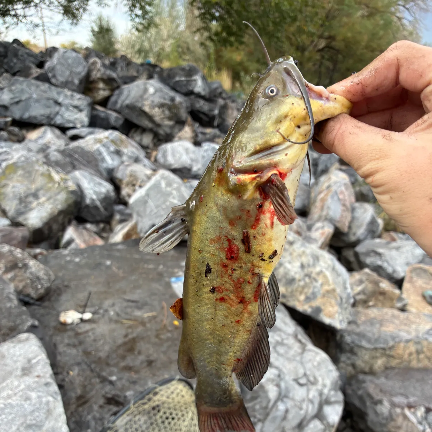 catch