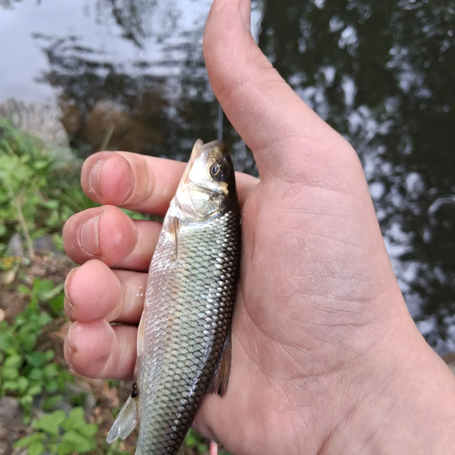 The most recent Fallfish catches on Fishbrain