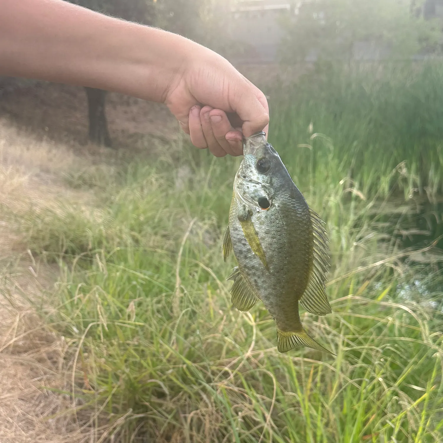Redear sunfish caught on Fishbrain