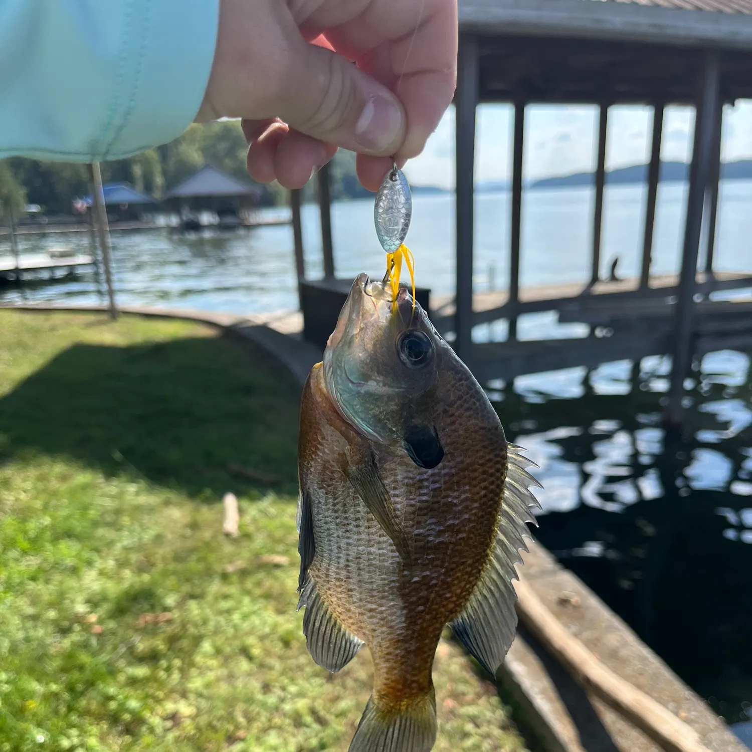 Bluegill caught on Fishbrain