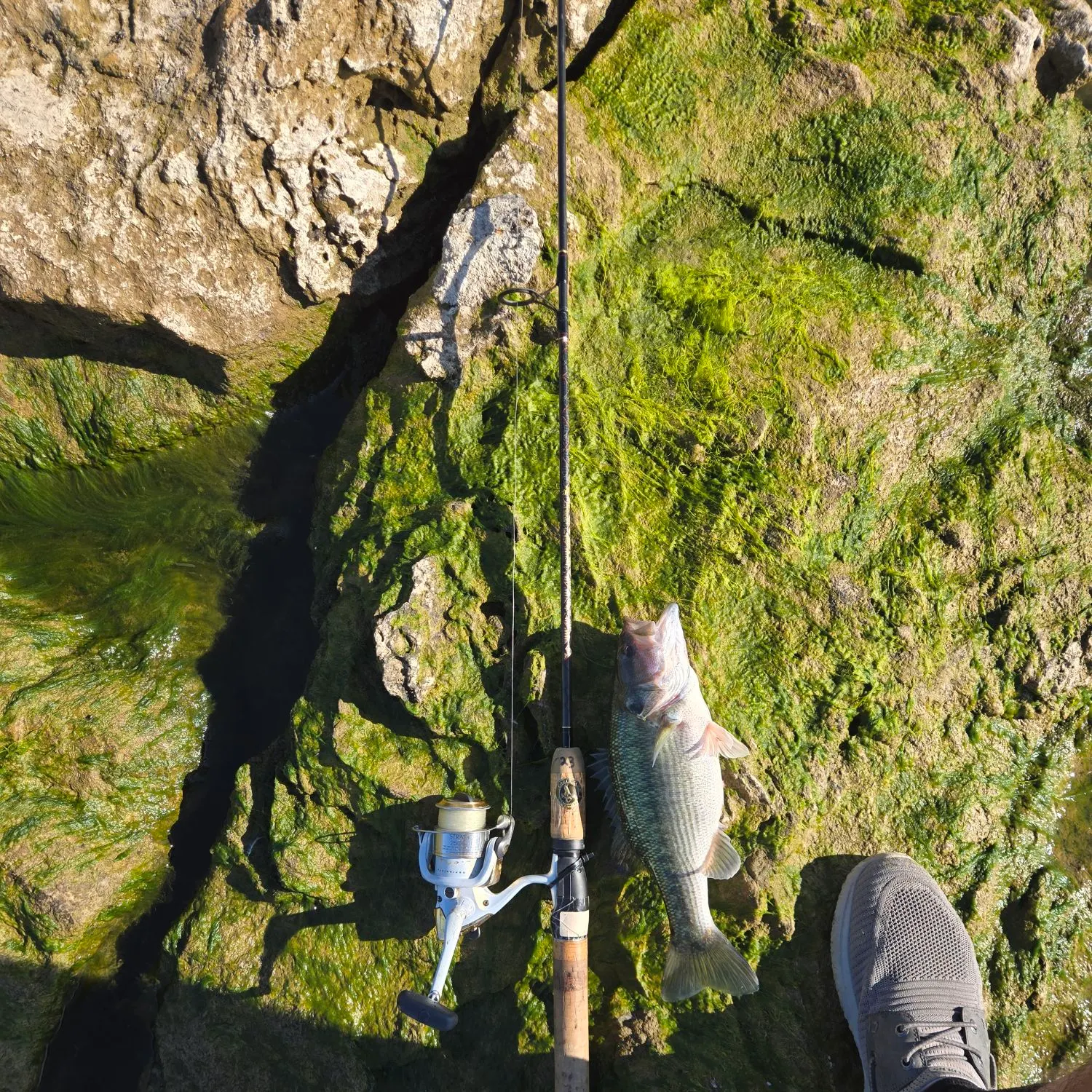 Spotted bass caught on Fishbrain
