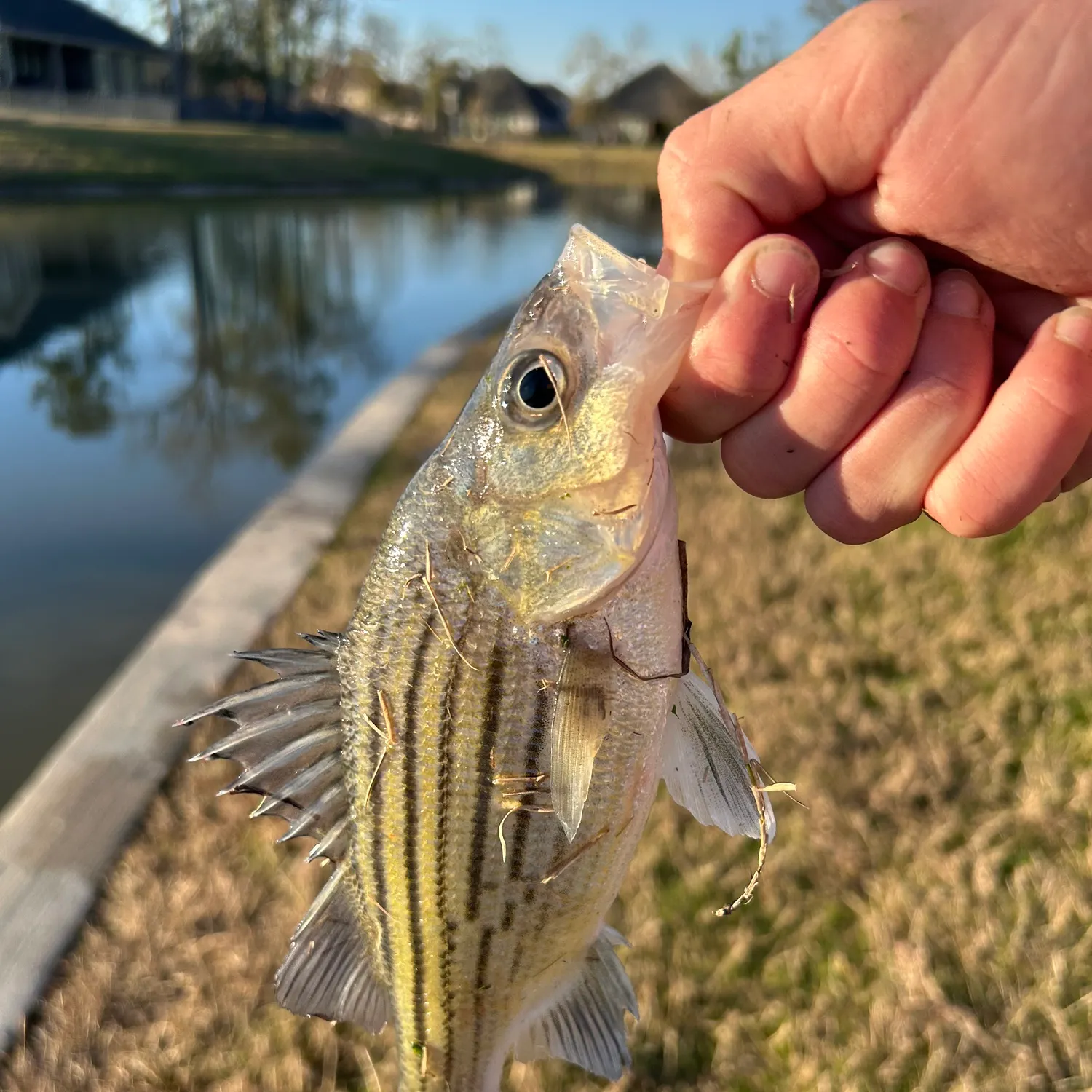 The most recent Yellow bass catches on Fishbrain