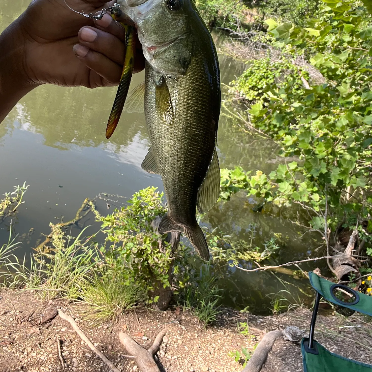 Largemouth bass caught on Fishbrain