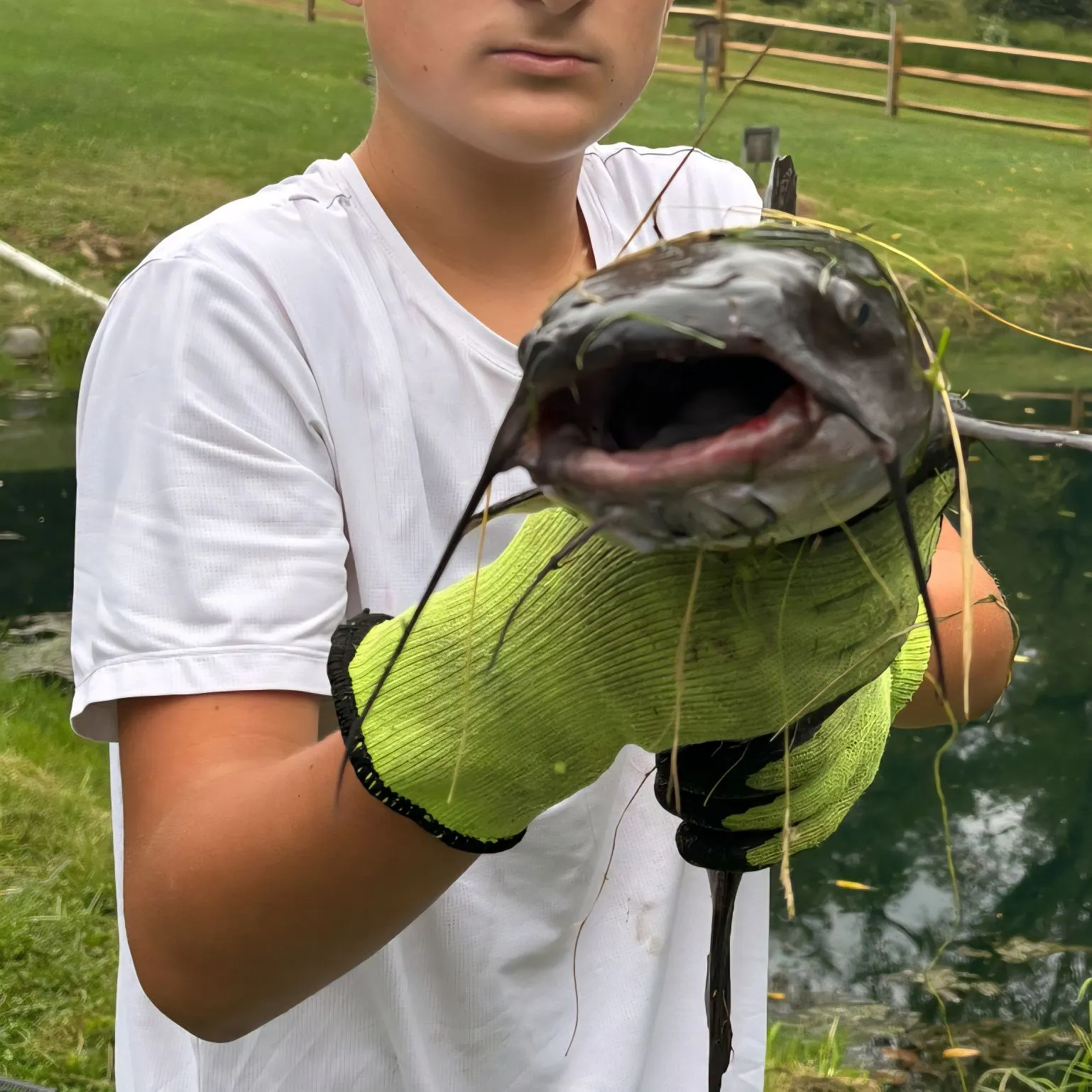 Channel catfish caught on Fishbrain