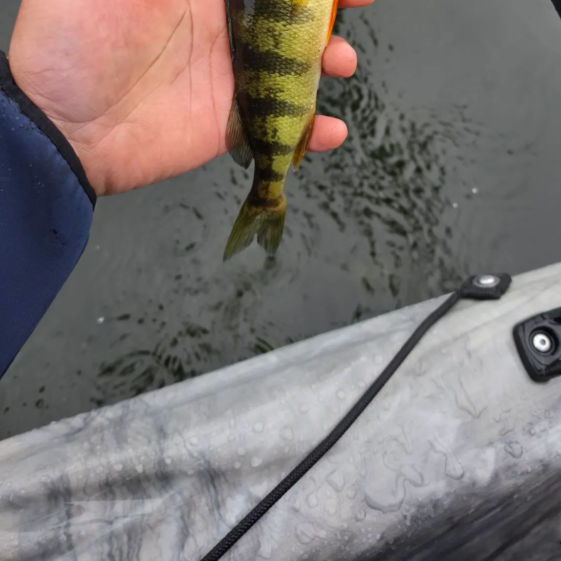 Yellow perch caught on Fishbrain