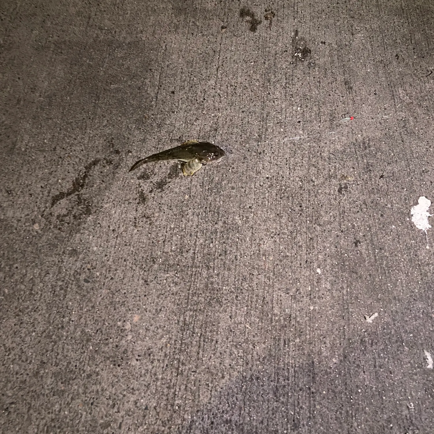 The most recent Longspined bullhead catches on Fishbrain