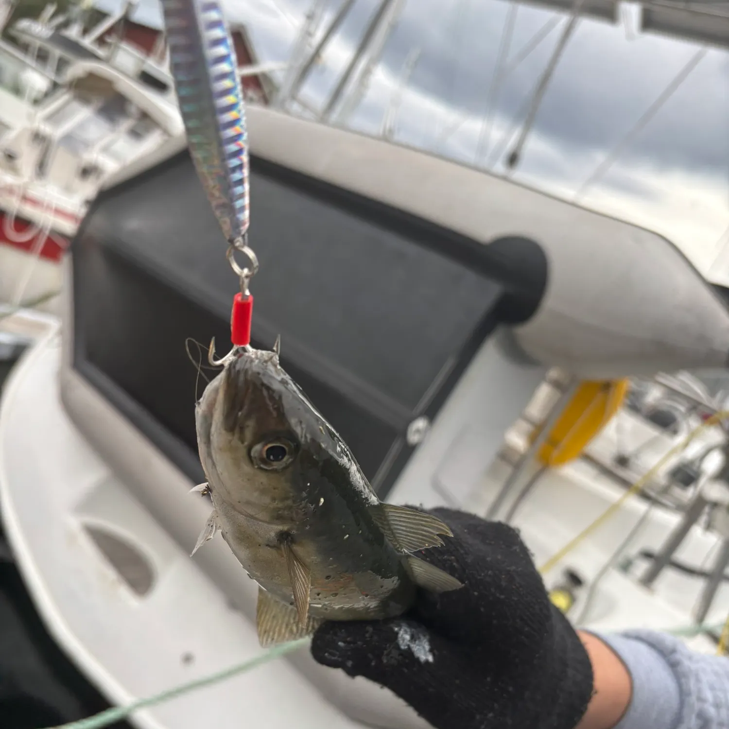 The most recent Atlantic pollock catches on Fishbrain