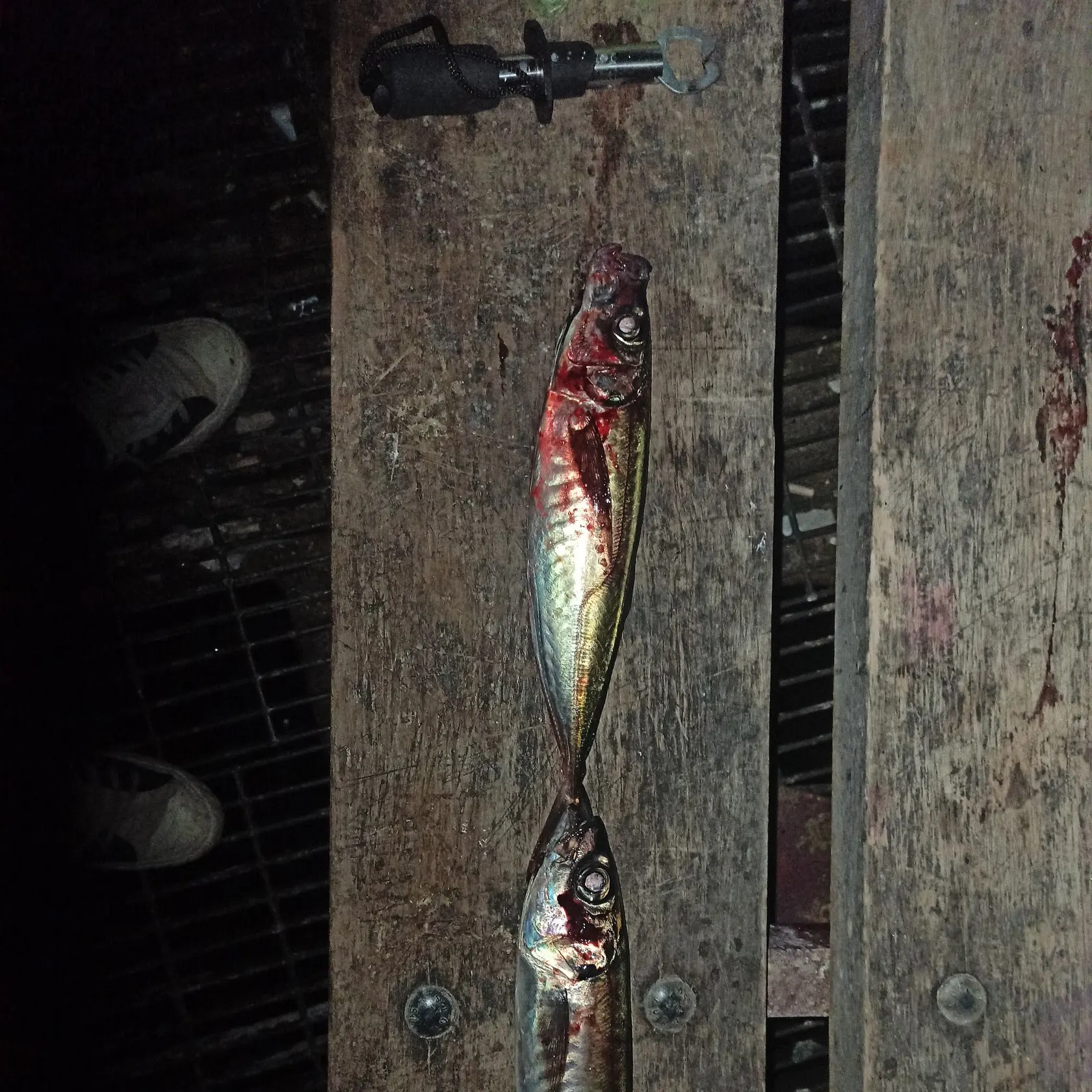 The most recent Chilean jack mackerel catches on Fishbrain