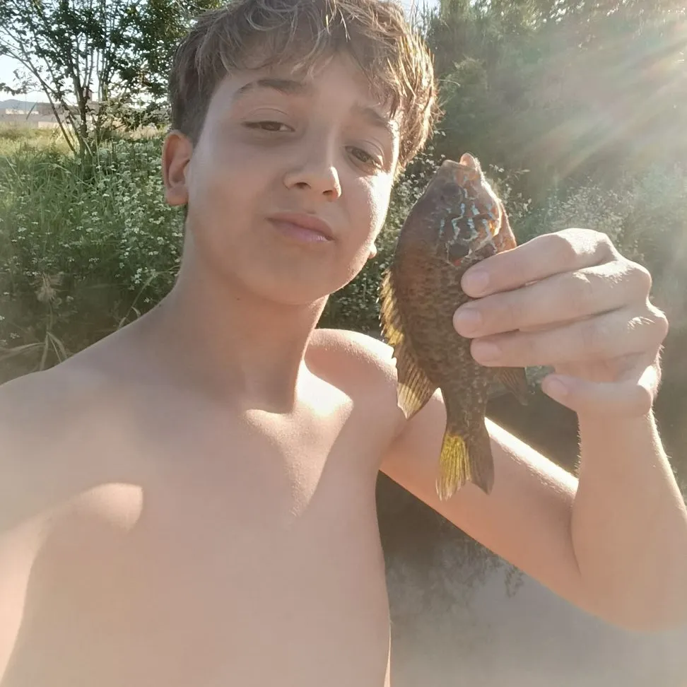 The most recent Northern sunfish catches on Fishbrain