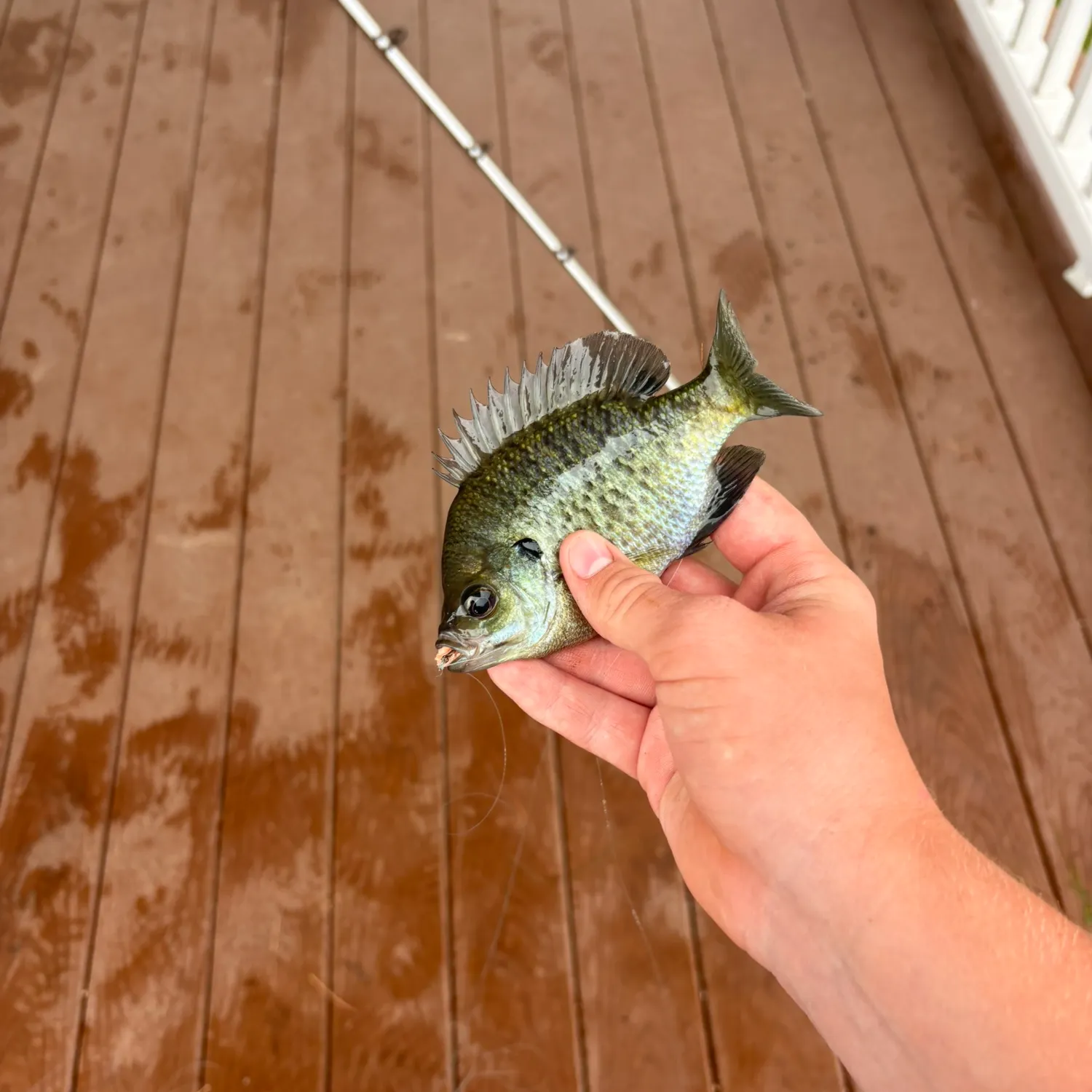 Bluegill caught on Fishbrain