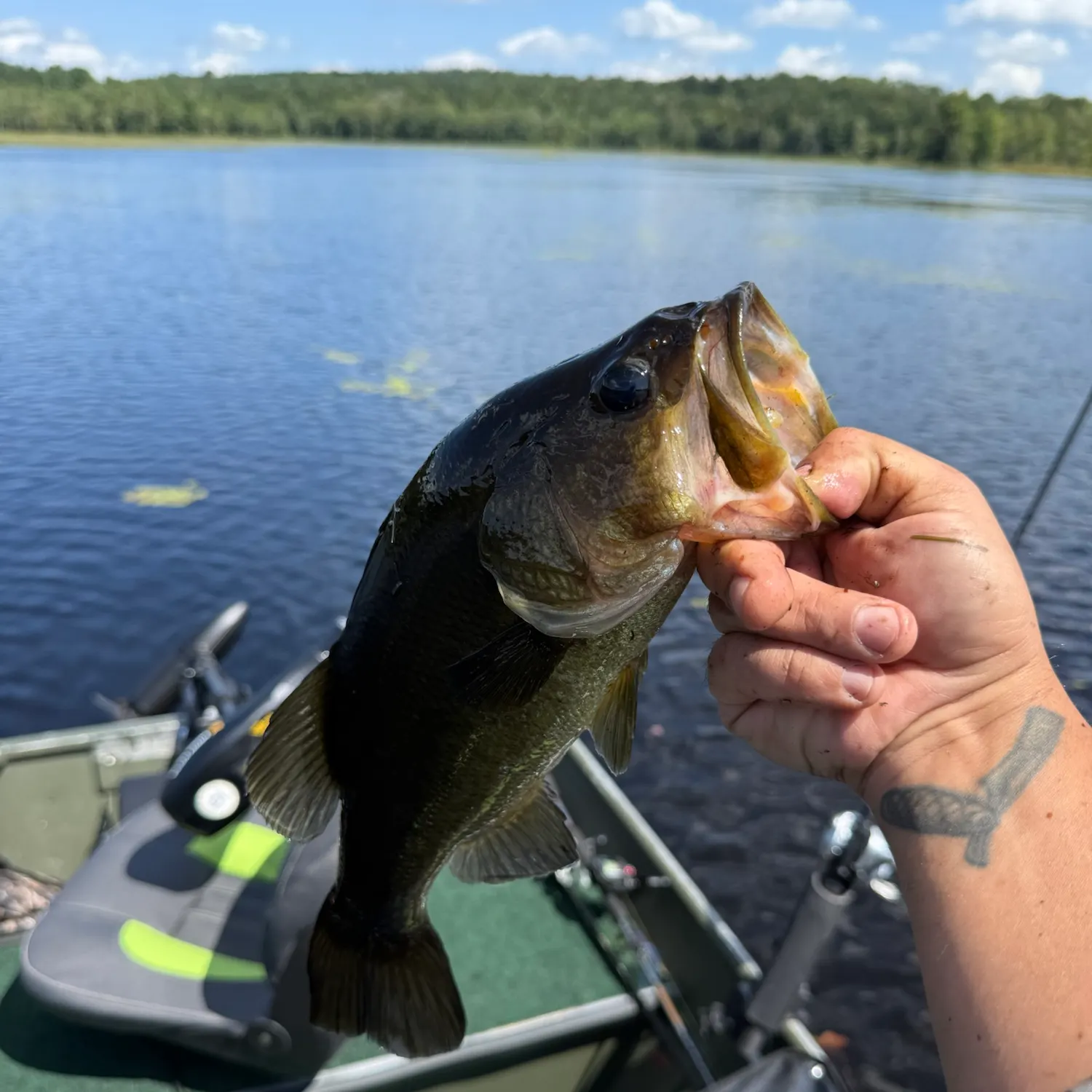 Largemouth bass caught on Fishbrain