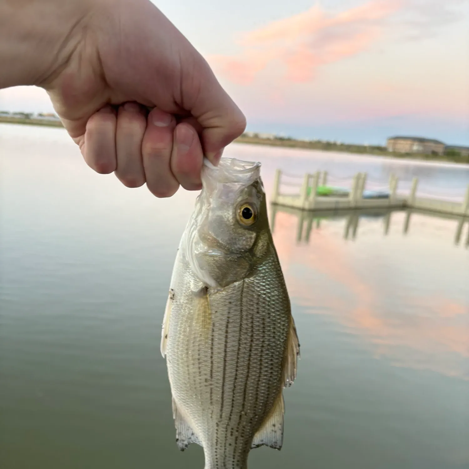 White bass caught on Fishbrain