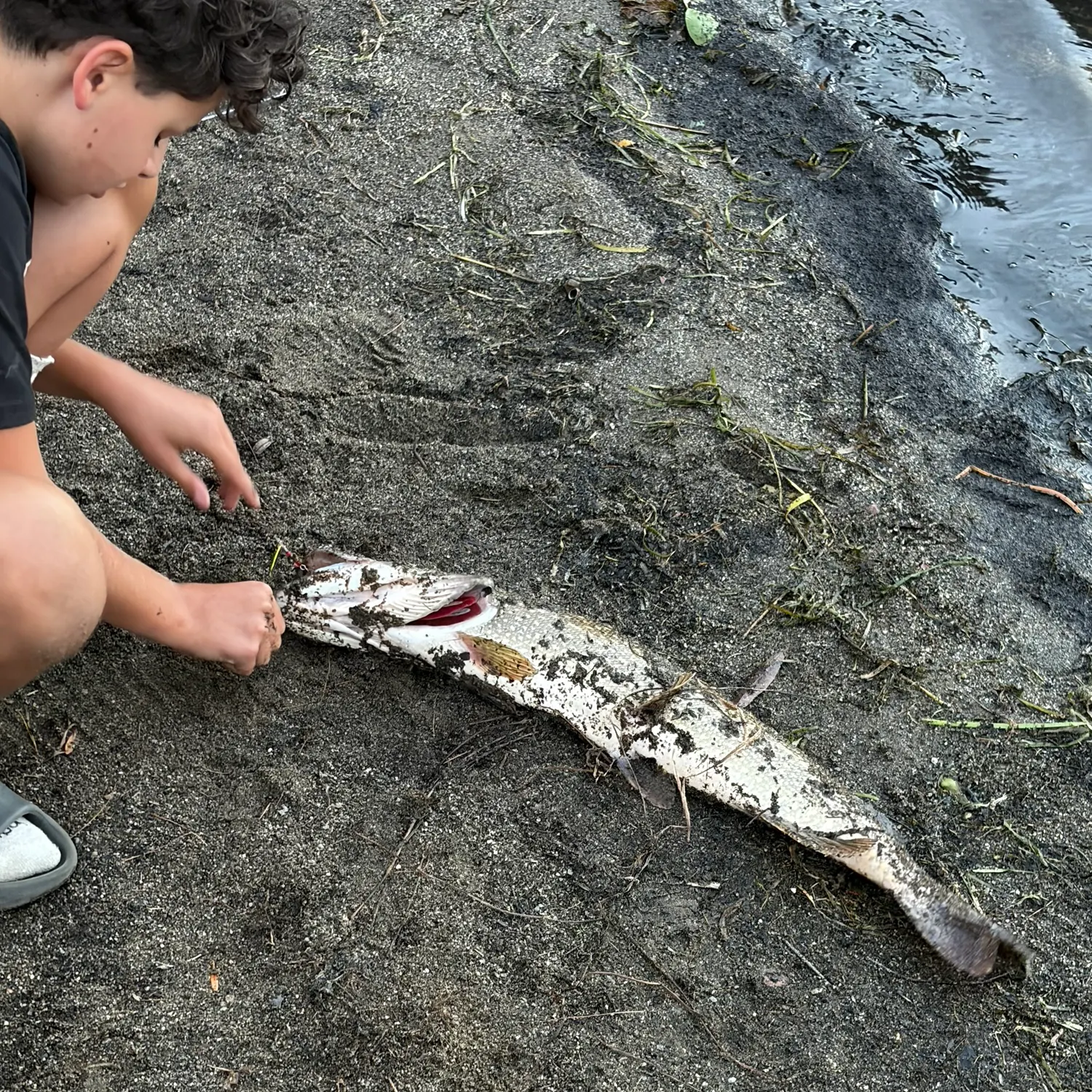 Northern pike caught on Fishbrain