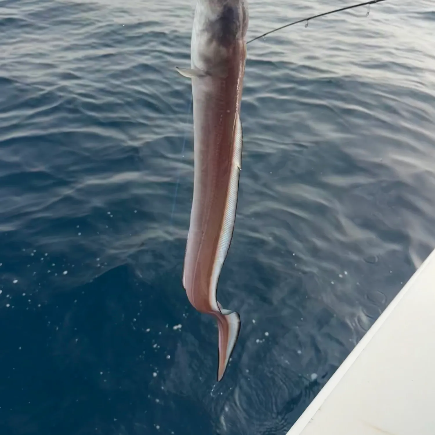 The most recent Longfin African conger catches on Fishbrain