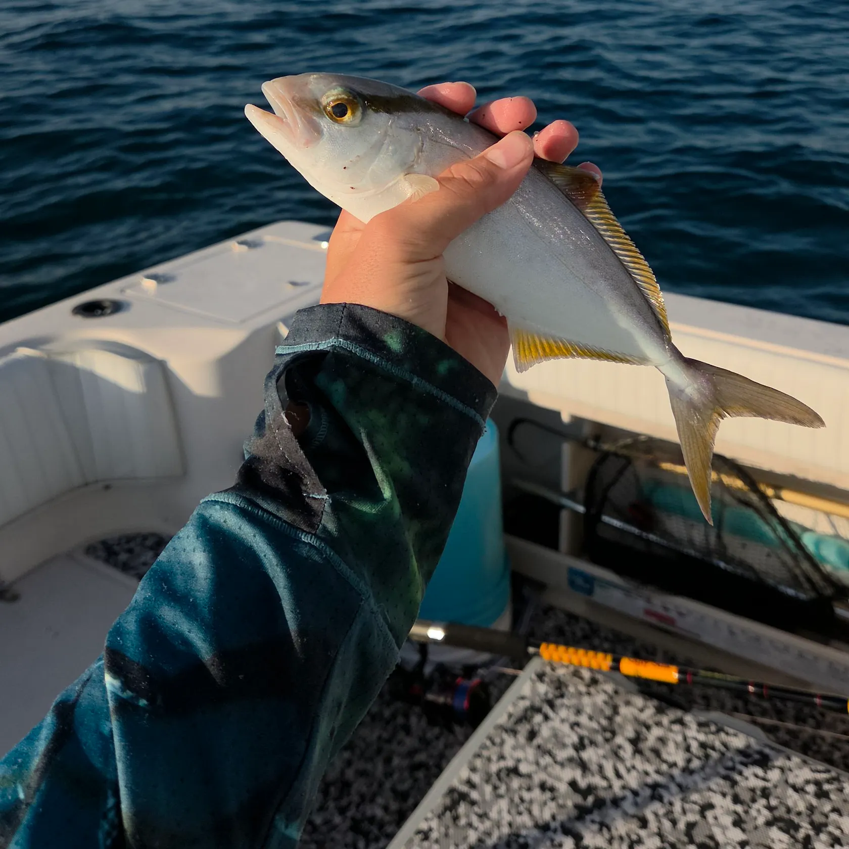 The most recent Lesser amberjack catches on Fishbrain