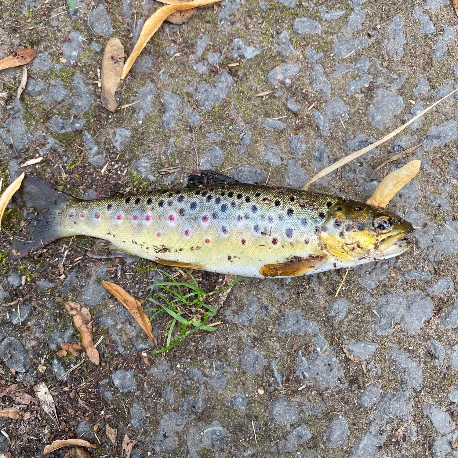 The most recent Brown trout catches on Fishbrain