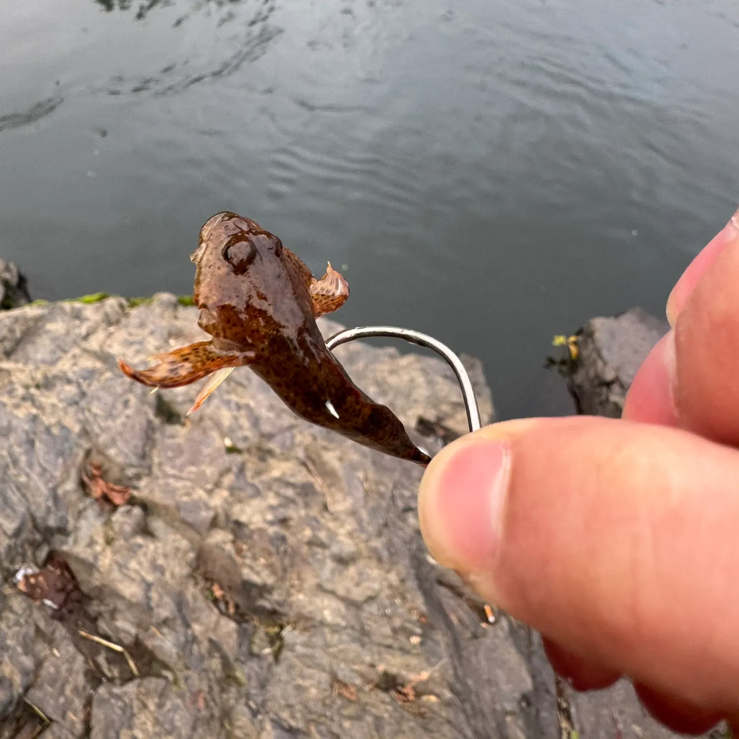 The most recent Prickly sculpin catches on Fishbrain