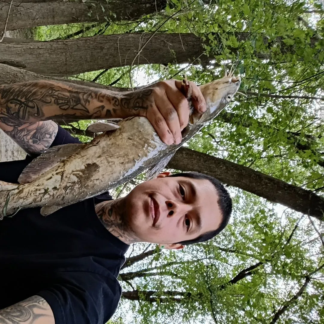 Channel catfish caught on Fishbrain