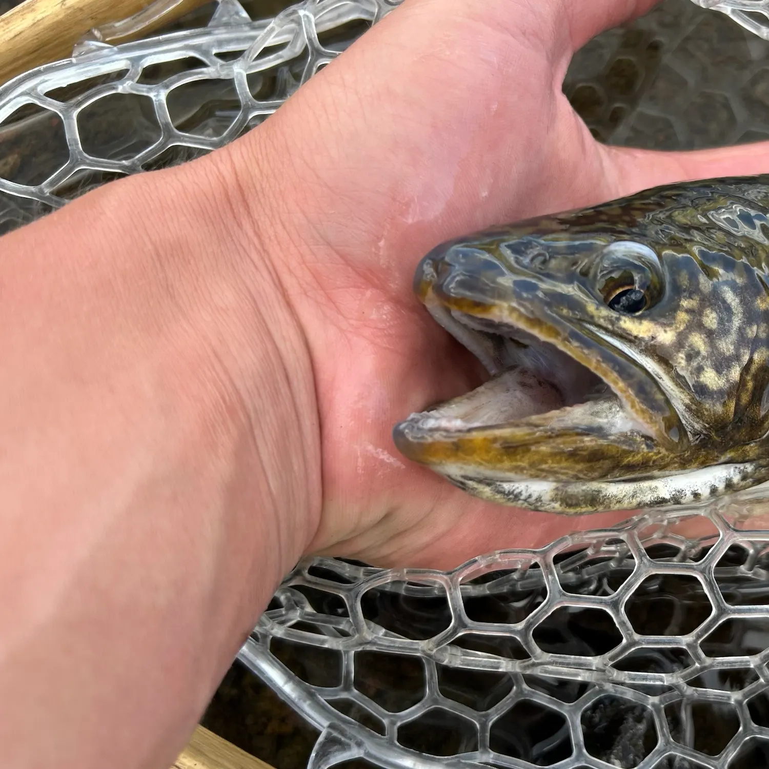 The most recent Splake catches on Fishbrain