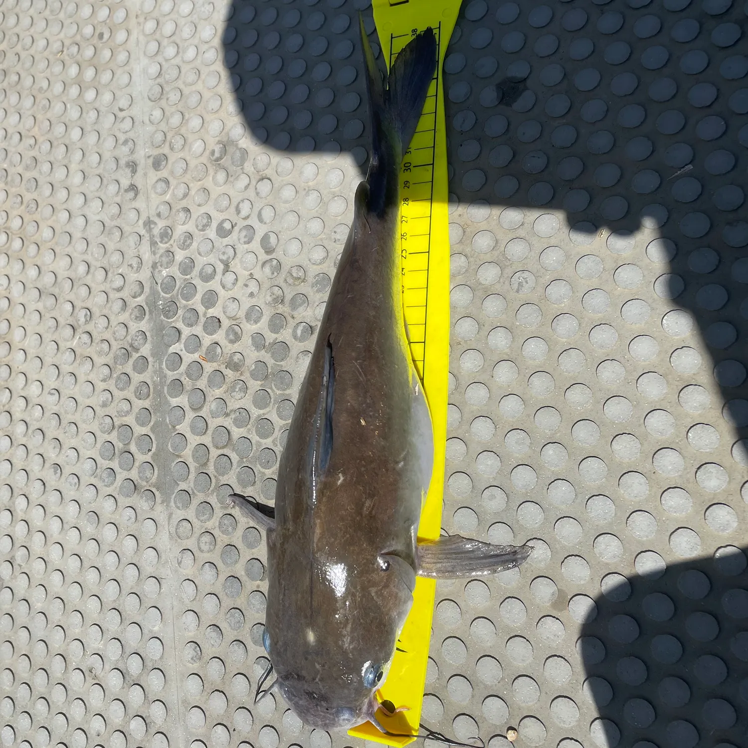 The most recent Blue salmon catfish catches on Fishbrain