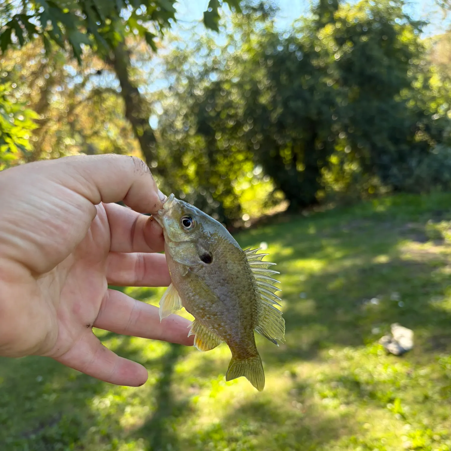 Greengill hybrid caught on Fishbrain