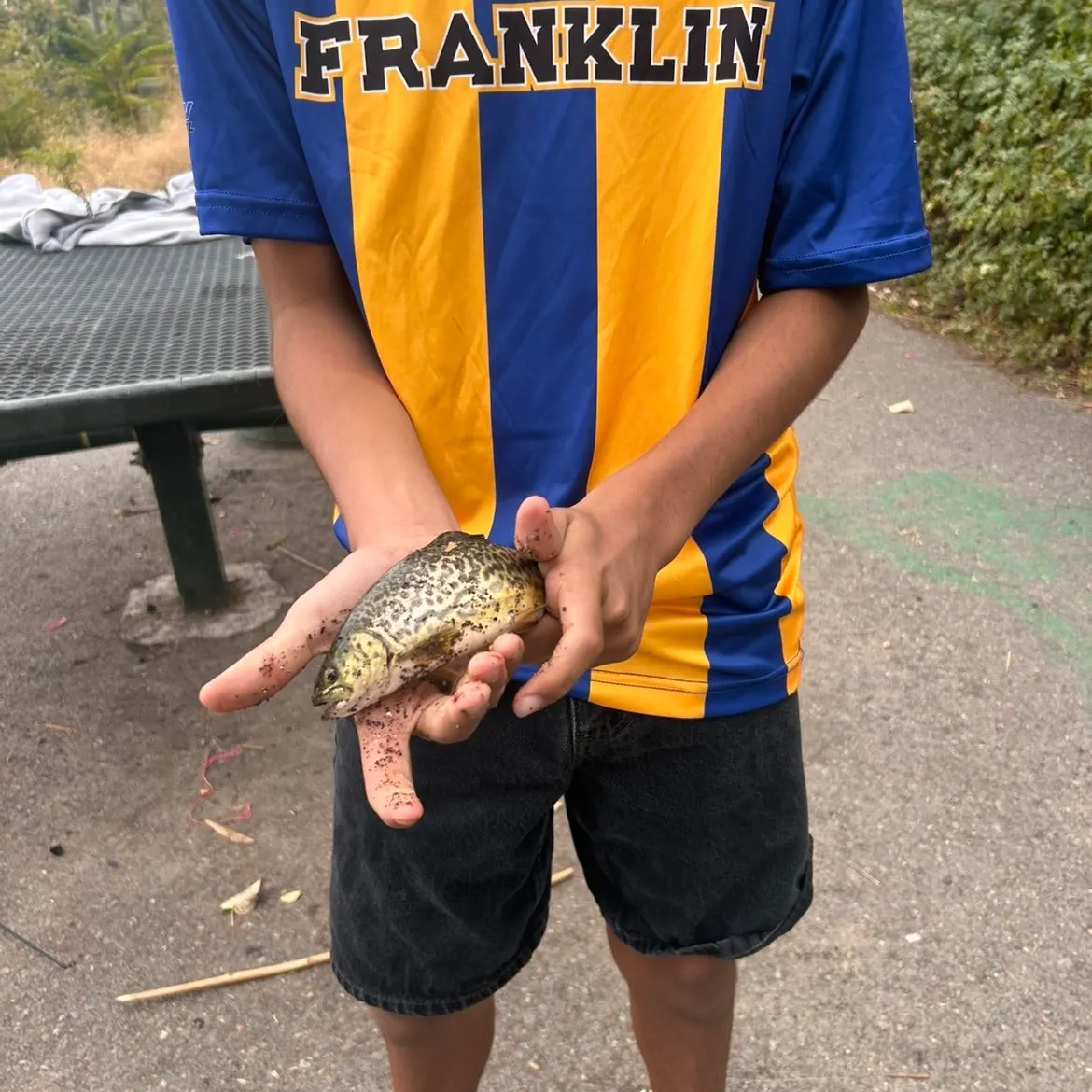 Tiger trout caught on Fishbrain