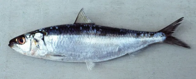 Bali sardinella