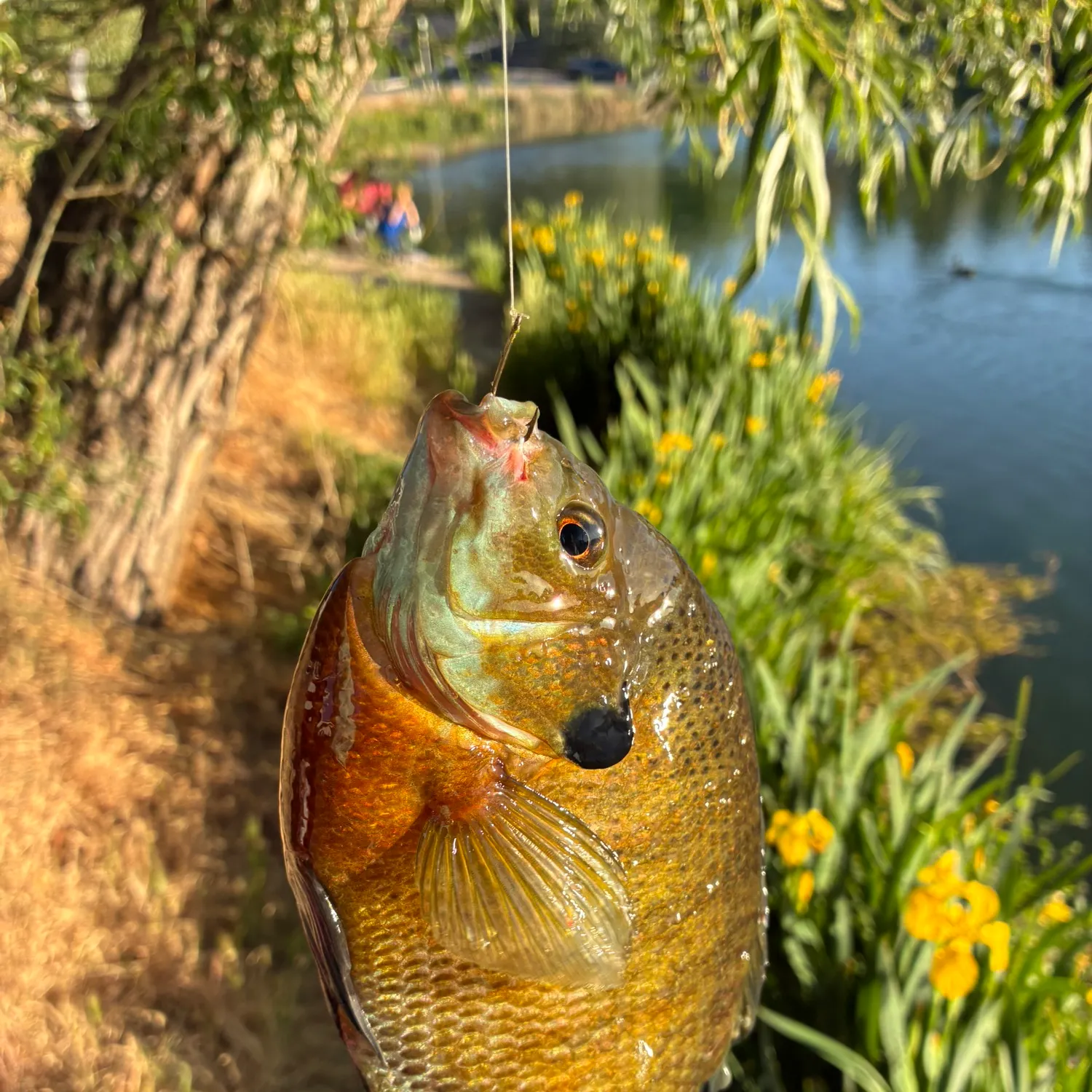catch