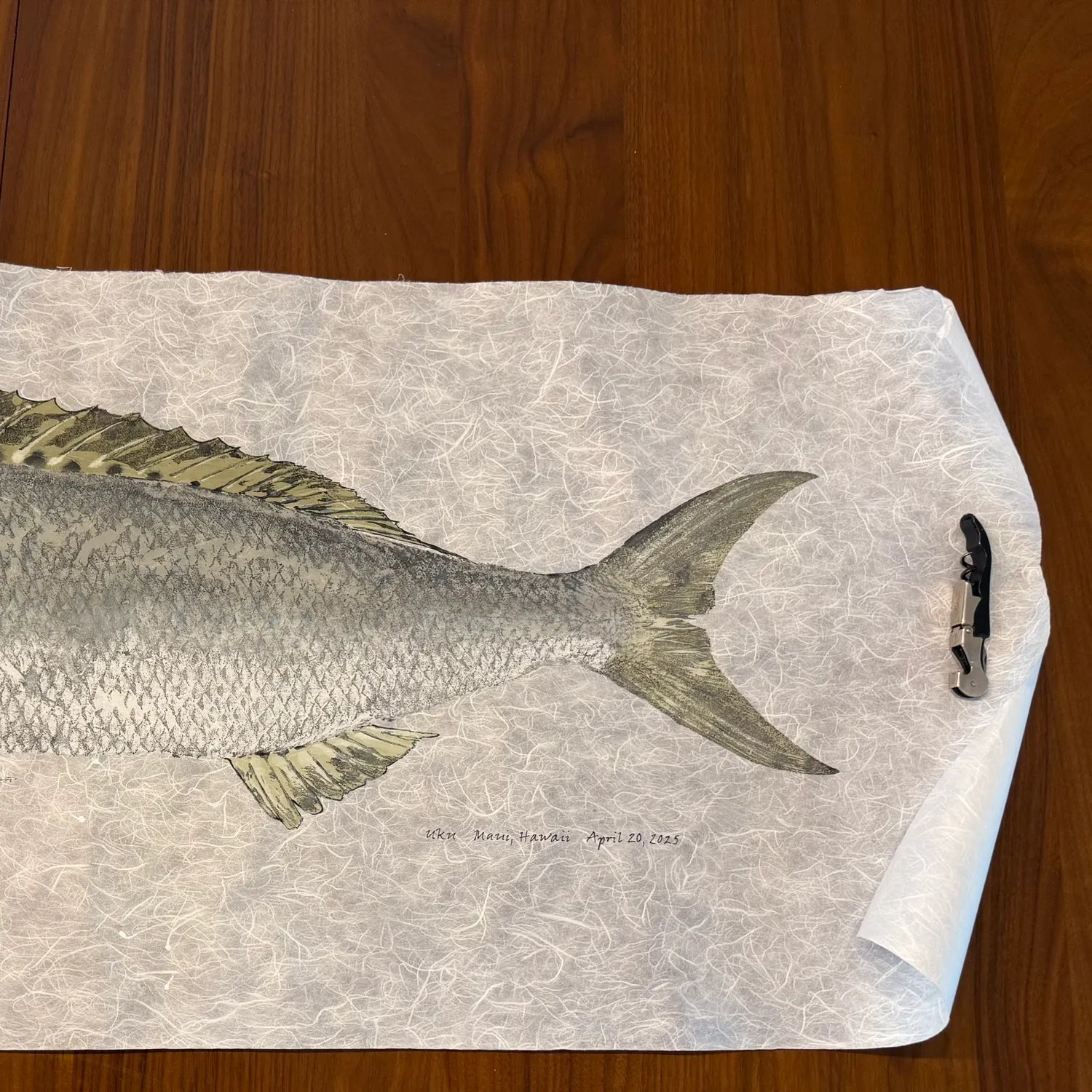 The most recent Green jobfish catches on Fishbrain