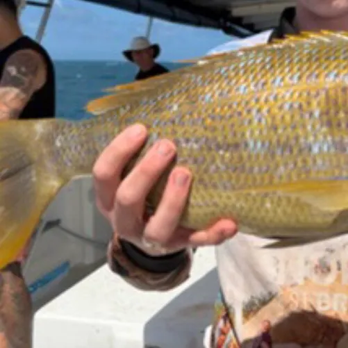 Spangled emperor caught on Fishbrain