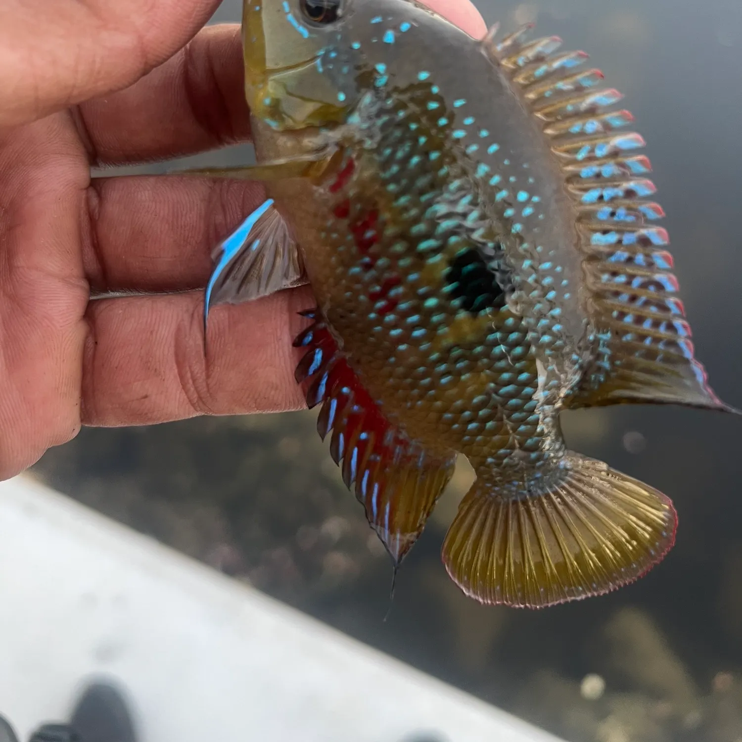 The most popular recent Eartheater cichlid catch on Fishbrain