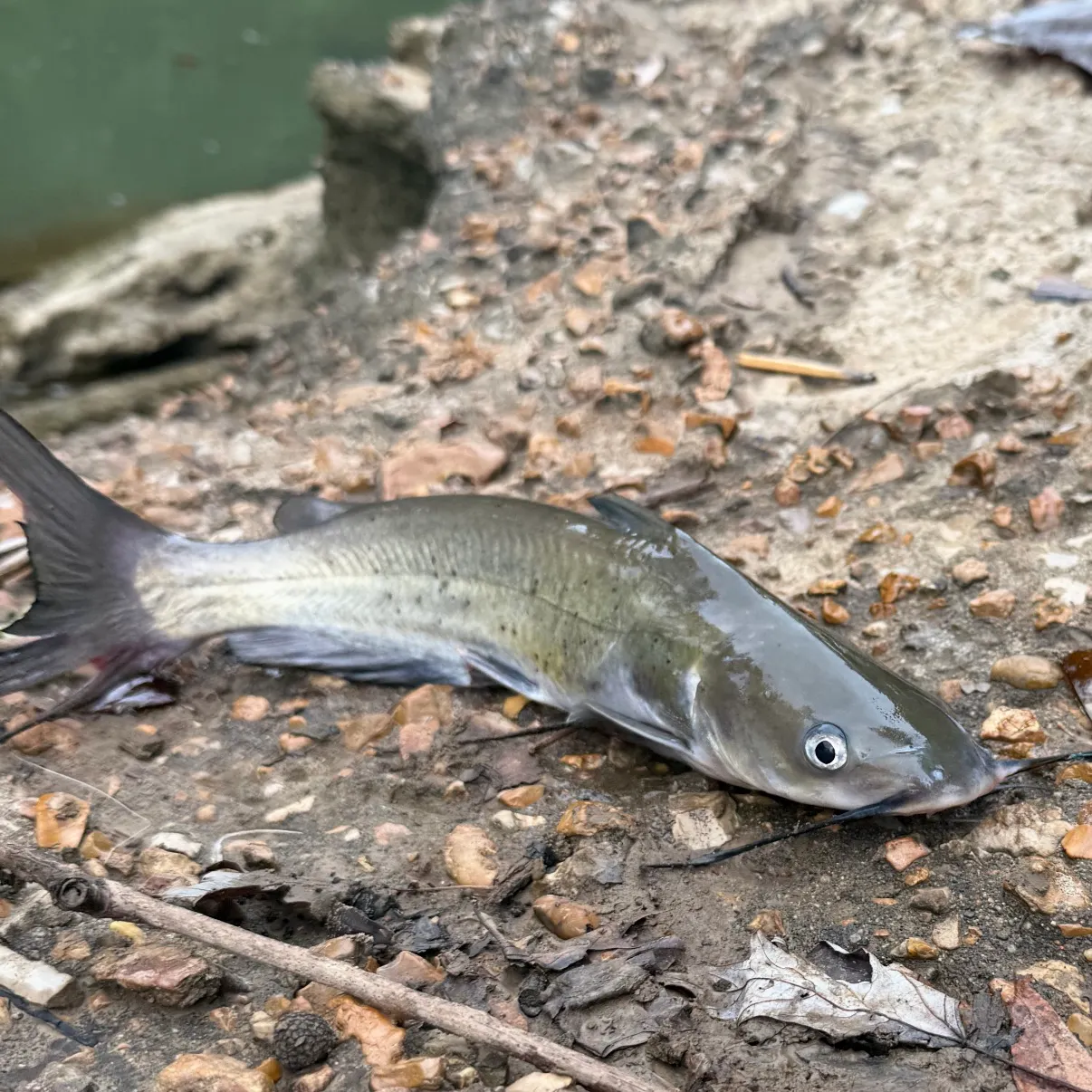 Channel catfish caught on Fishbrain