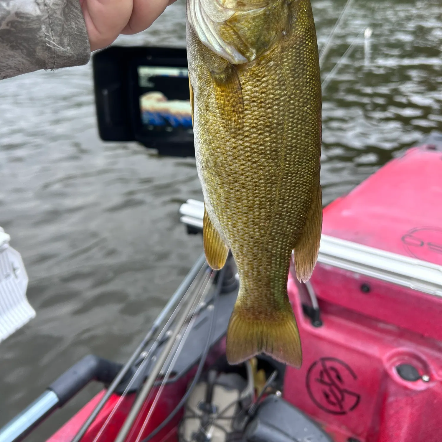 Smallmouth bass caught on Fishbrain