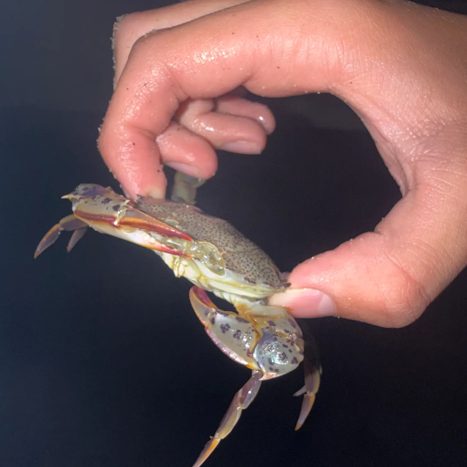 The most recent Graceful rock crab catches on Fishbrain