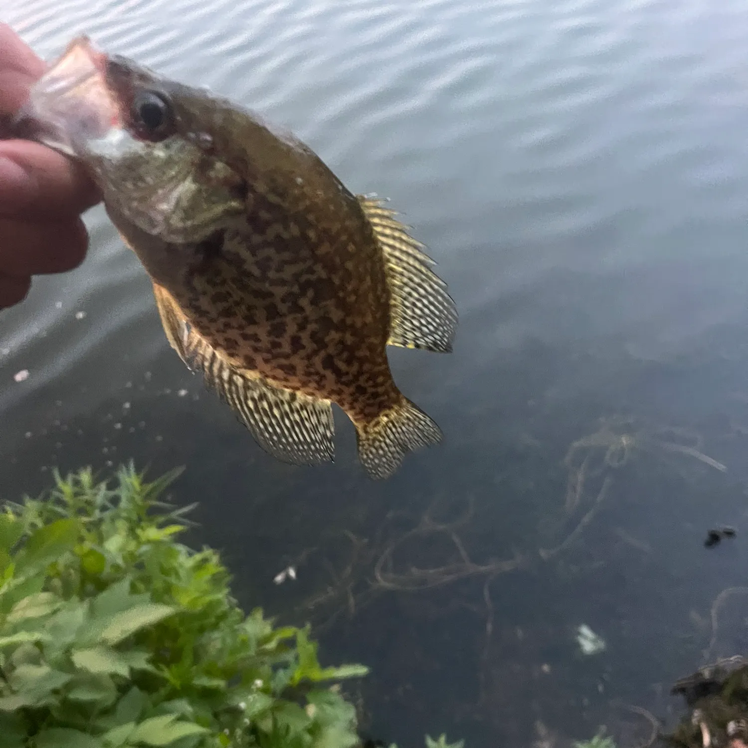 Black crappie caught on Fishbrain