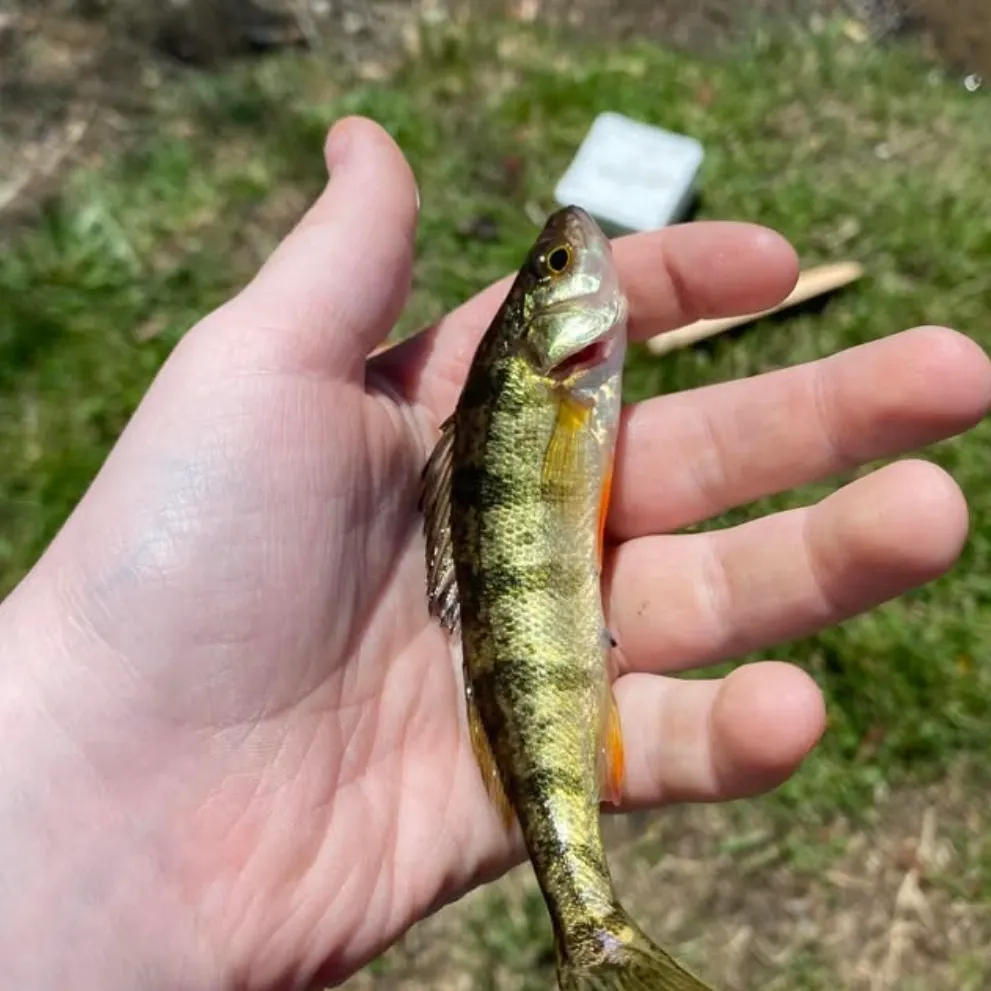 The most recent Yellow perch catches on Fishbrain