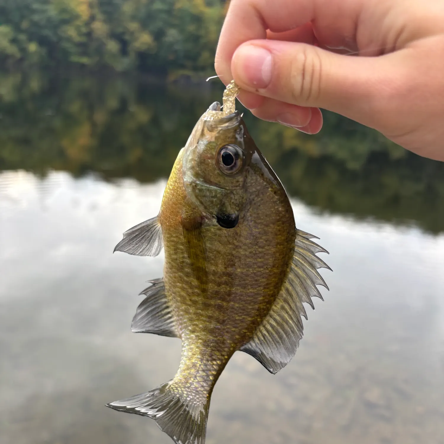 Bluegill caught on Fishbrain