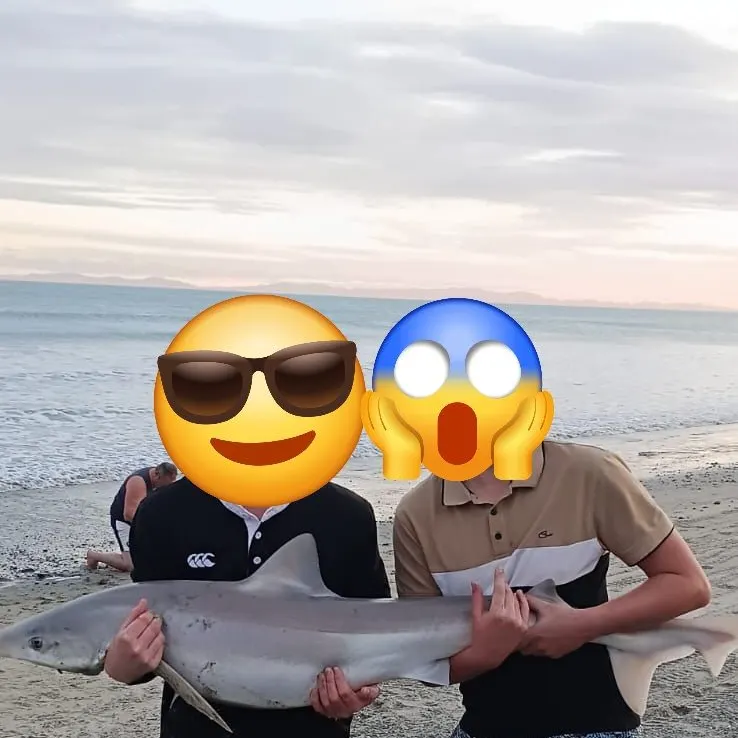 Spotted estuary smooth-hound caught on Fishbrain
