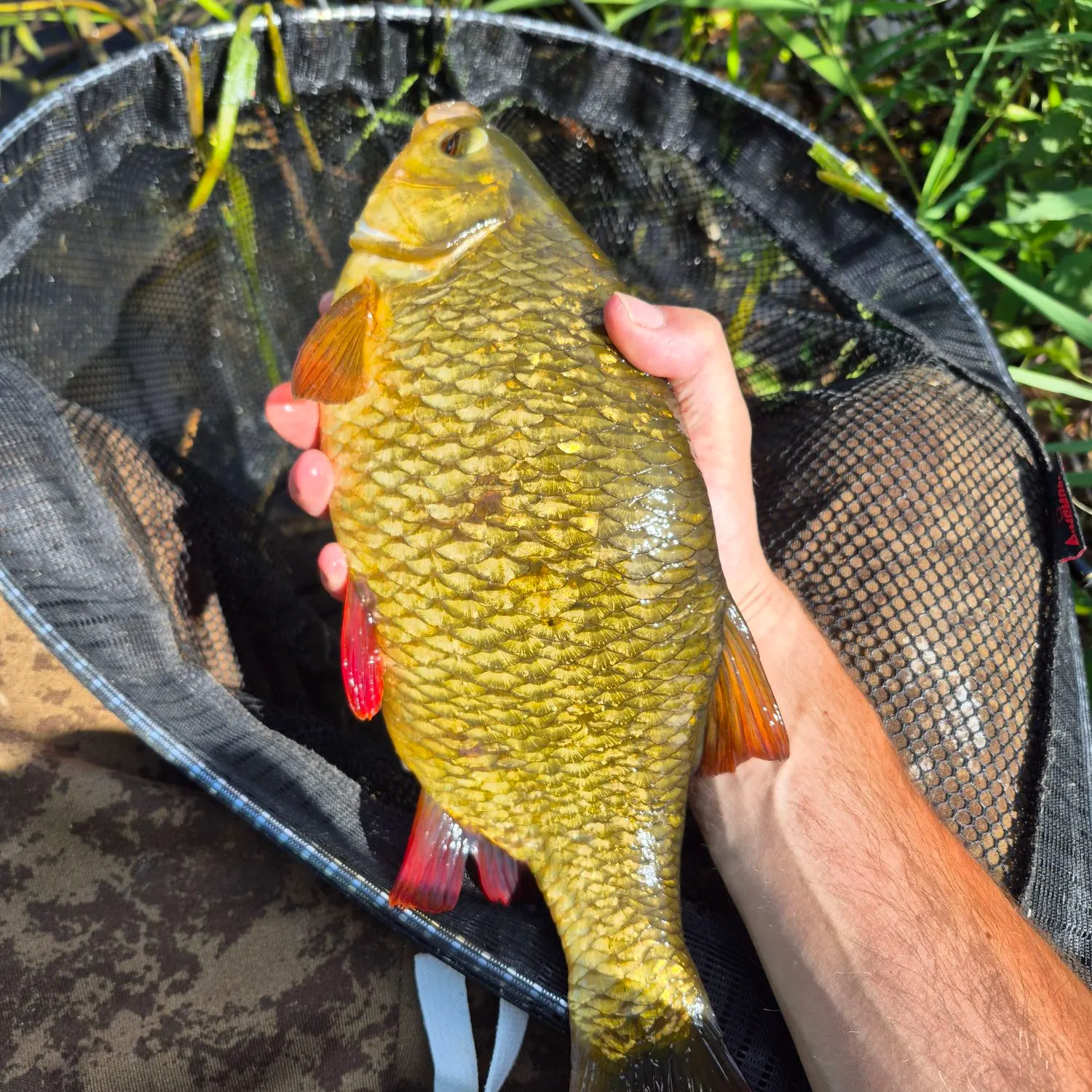 Common rudd caught on Fishbrain