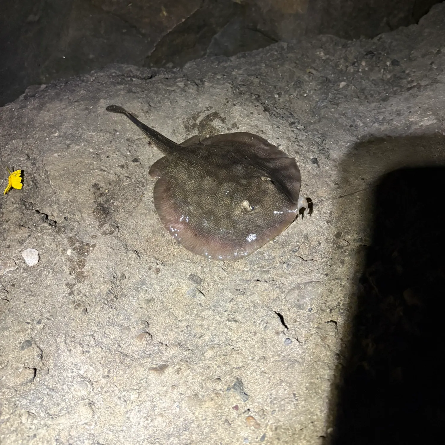 The most recent Haller's round ray catches on Fishbrain