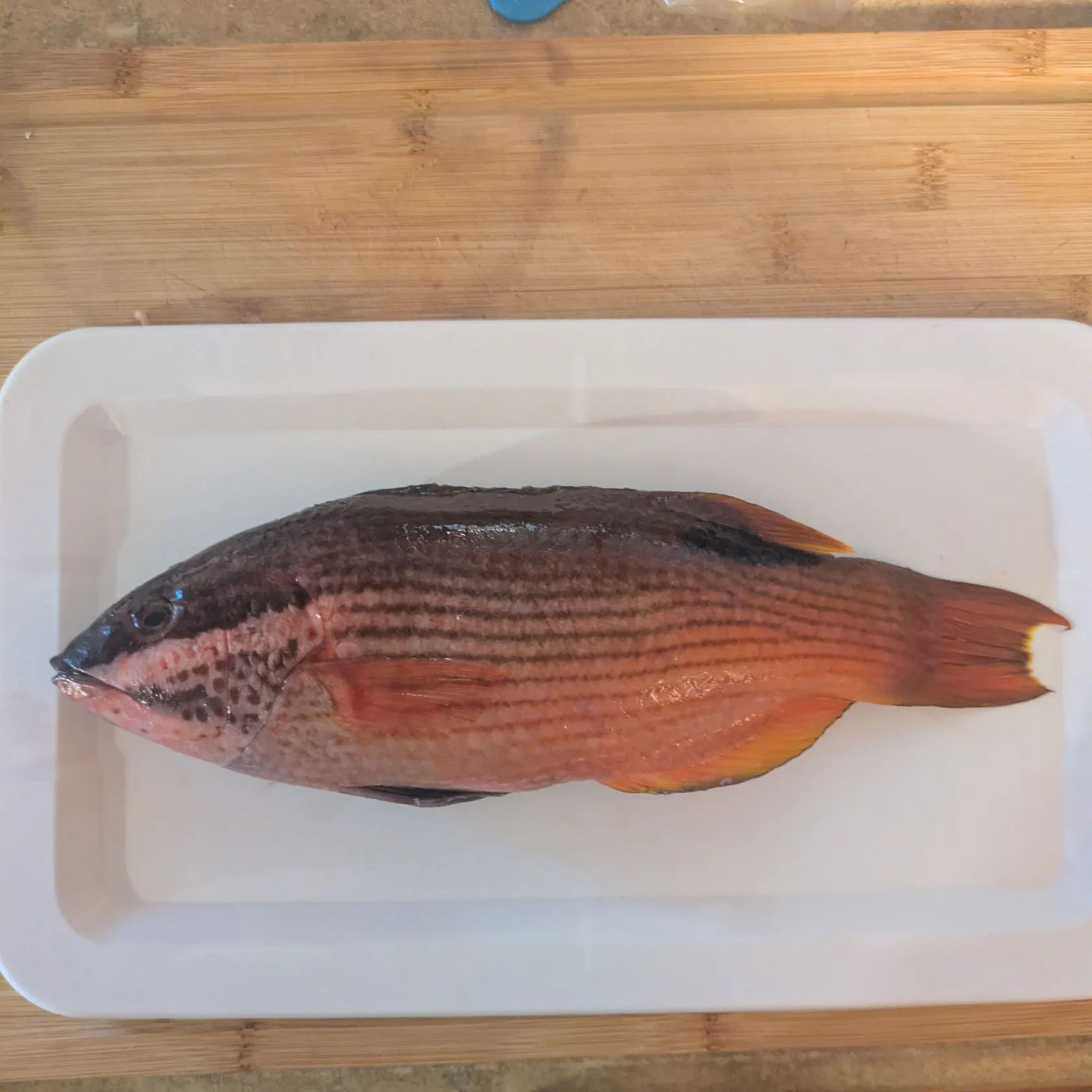 The most recent Hawaiian hogfish catches on Fishbrain